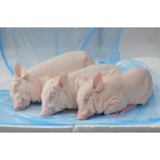 11Kg乳豬 Frozen Suckling Pigs 11Kg